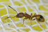 Temnothorax unifasciatus