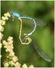 Enallagma cyathigerum