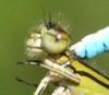 Enallagma cyathigerum