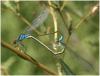Erythromma viridulum