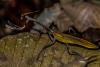199829 – Photo : Johan Verstraeten – Costa Rica