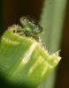 Erythromma lindenii