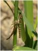 Erythromma lindenii