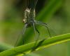 Calopteryx sp.