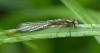 Pyrrhosoma nymphula