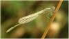 Ischnura elegans