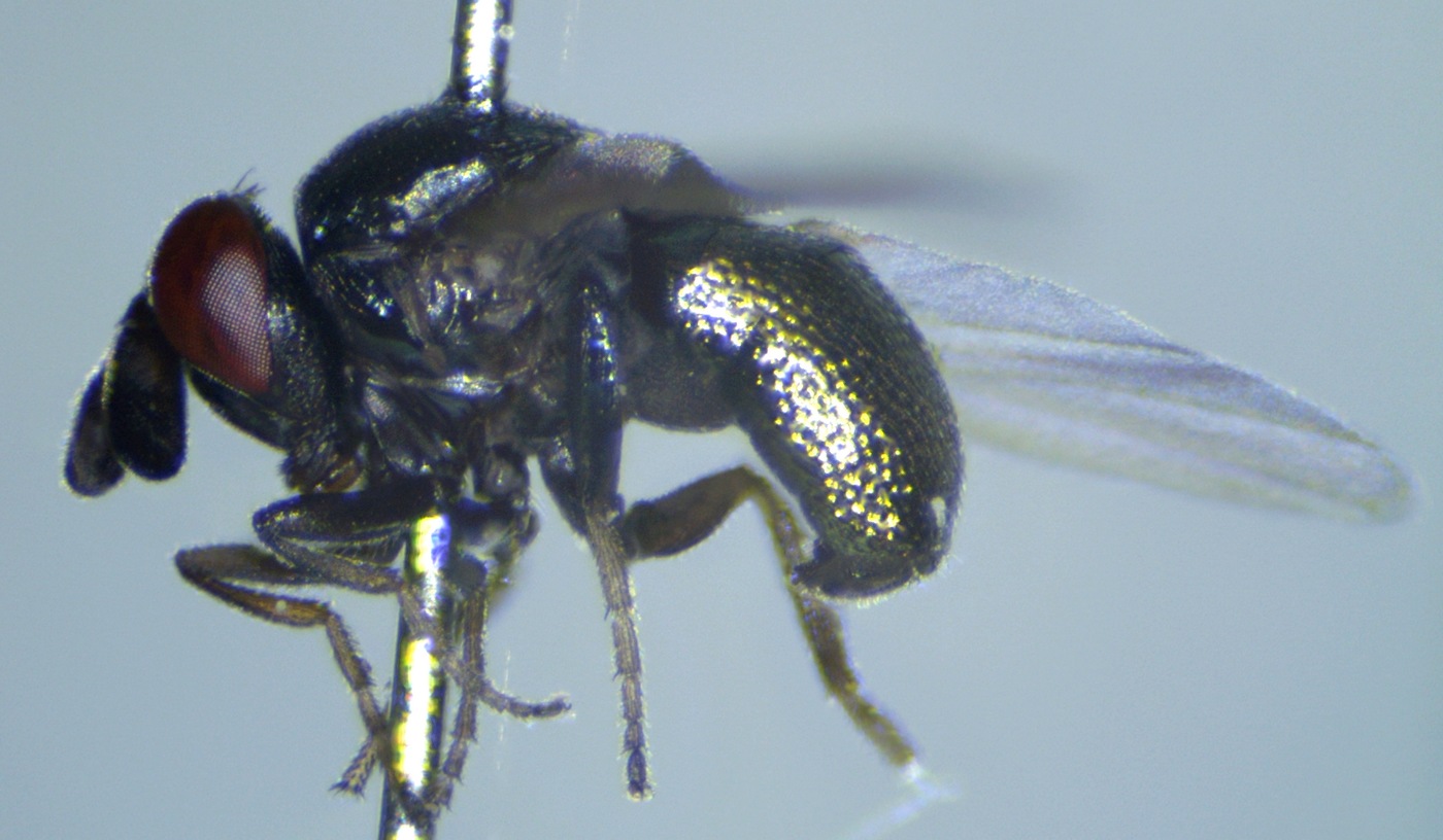 lauriaut - Cryptochetum (Cryptochetum) buccatum - réf. 199998 (1400 x 816 pixels, 210 ko)
