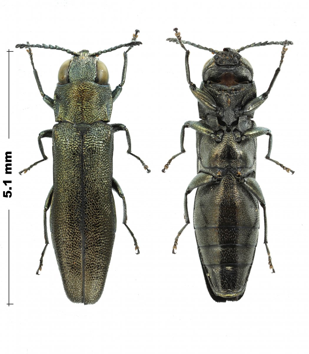 P.Deschamps - Agrilus (Quercuagrilus) laticornis - réf. 199915 (1050 x 1200 pixels, 209 ko)