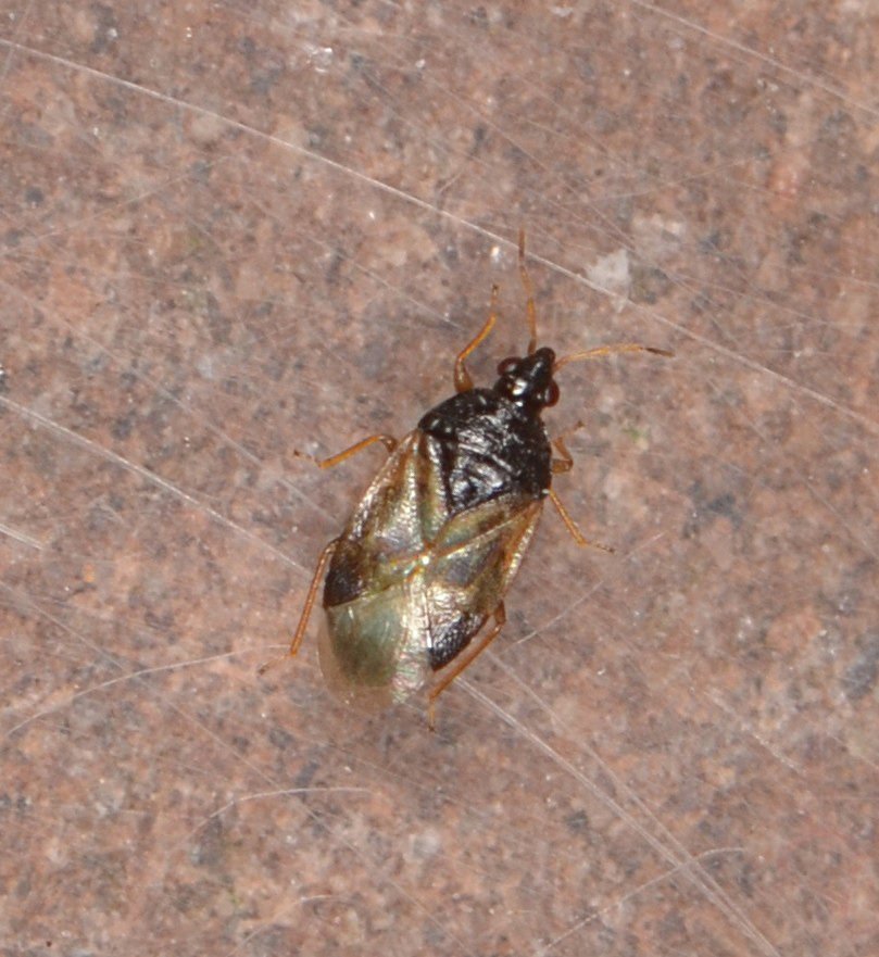 Hey Philippe - Orius sp. - réf. 199779 (809 x 881 pixels, 122 ko)