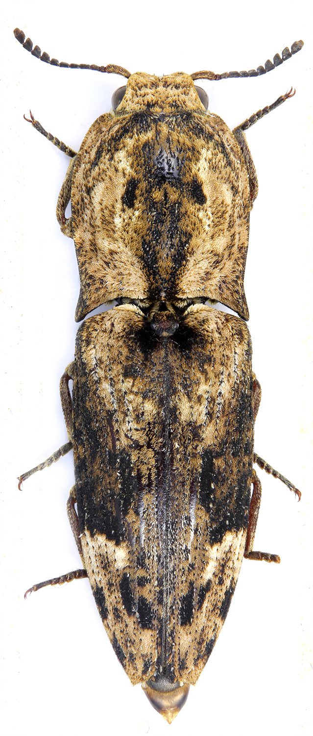 Dominique Poirier-Ducrocq - Cryptalaus elaps - réf. 199154 (639 x 1500 pixels, 206 ko)