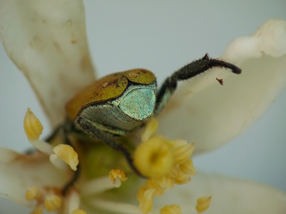 Brigitte Ulmer - Hoplia (Hoplia) argentea - réf. 199601 (567 x 425 pixels, 32 ko)