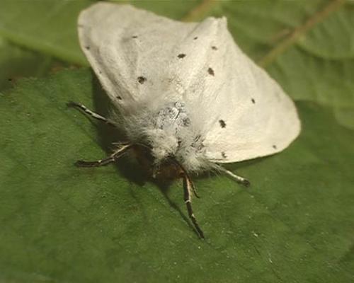 Diaphora mendica