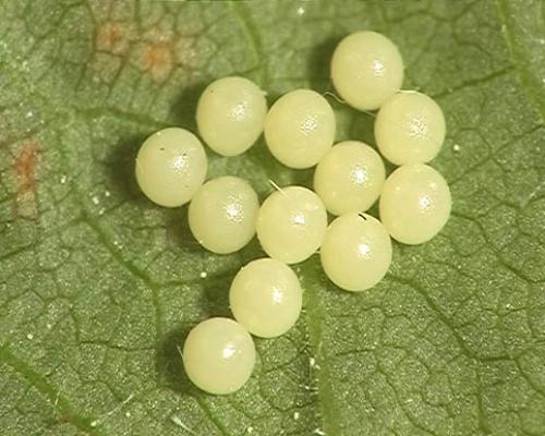 Diaphora mendica