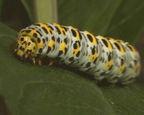 Cucullia verbasci