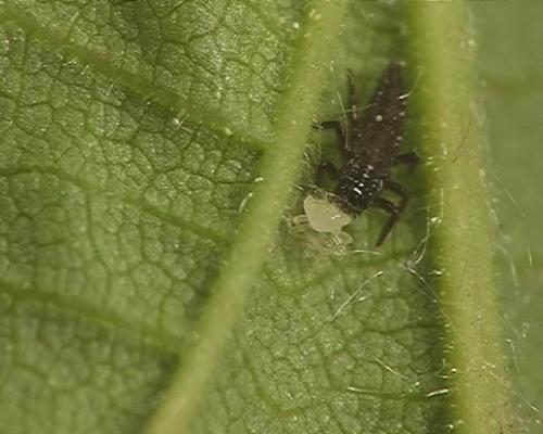 Réf. 2 383 : Adalia bipunctata bipunctata