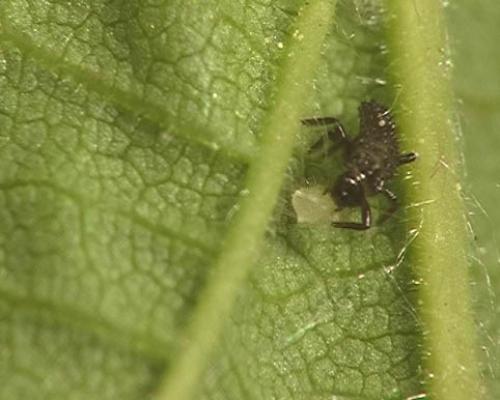 Adalia bipunctata bipunctata