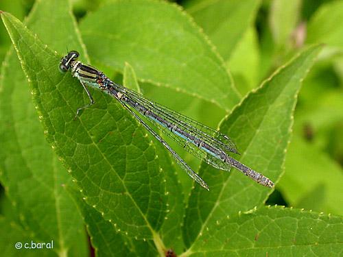 Erythromma lindenii