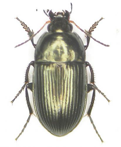 Réf. 2 544 : Amara ovata