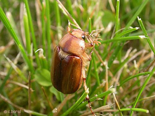 Réf. 2 079 : Rhizotrogus aestivus
