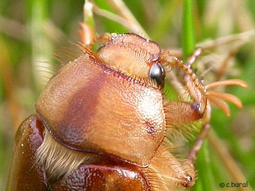 Réf. 2 080 : Rhizotrogus aestivus
