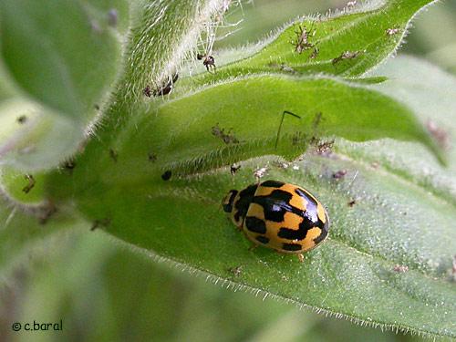 Propylea quatuordecimpunctata