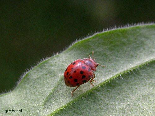 Réf. 2 263 : Subcoccinella vigintiquatuorpunctata