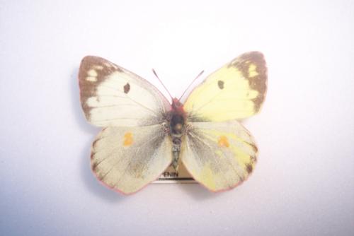 Colias hyale