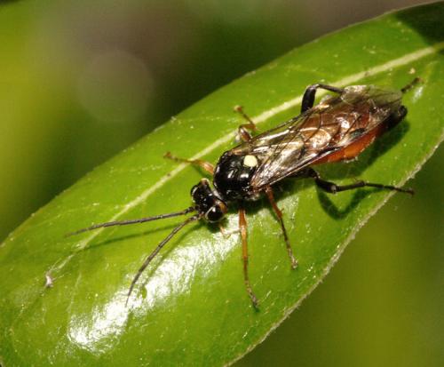 Tenthredopsis sp.