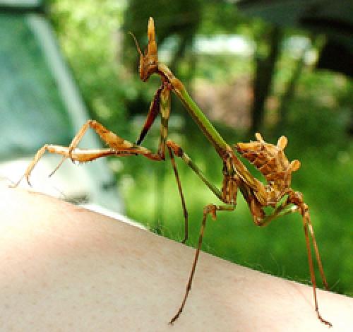 Réf. 2 156 : Empusa pennata