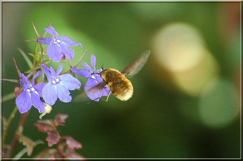 Réf. 2 208 : Bombylius medius