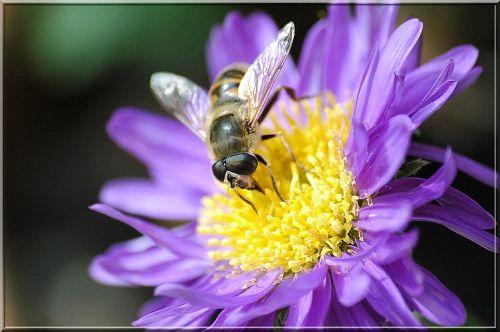 Eristalis tenax
