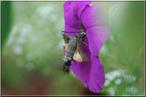Macroglossum stellatarum