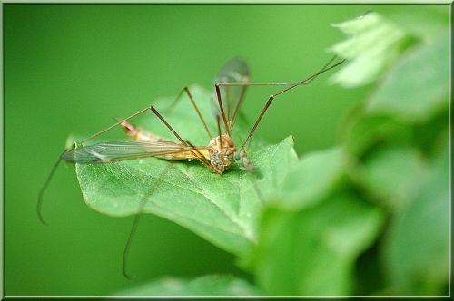 Tipula sp.