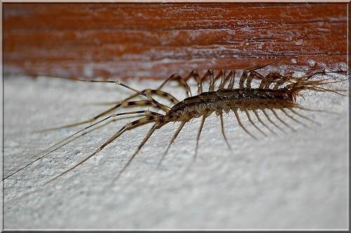 Réf. 2 223 : Scutigera coleoptrata