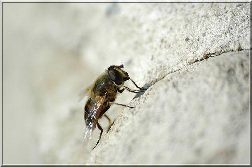 Eristalis tenax