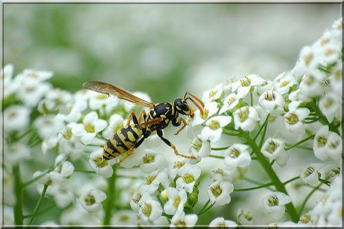 Polistes dominula