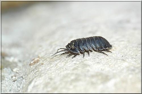 Armadillidium sp.