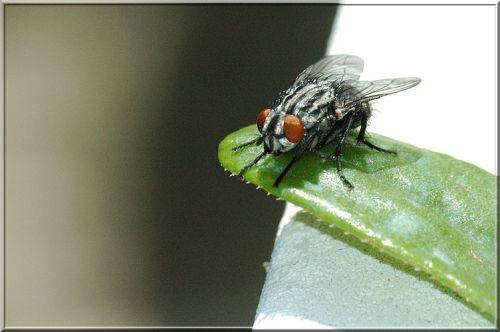 Sarcophaga sp.