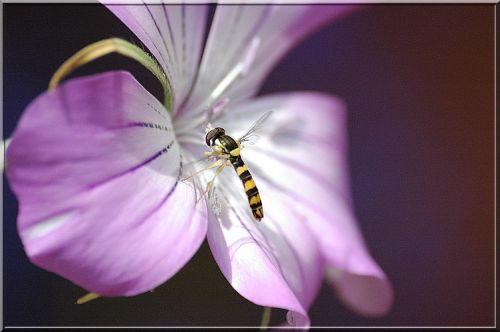 Sphaerophoria scripta