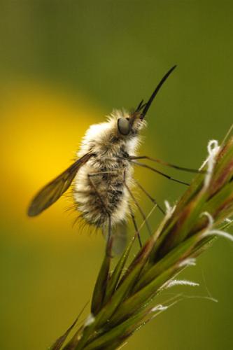 Bombylius sp.