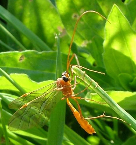 Réf. 2 551 : Ophion sp.