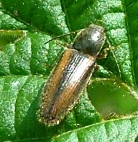 Athous vittatus