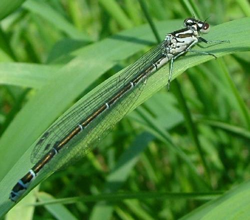 Coenagrion puella