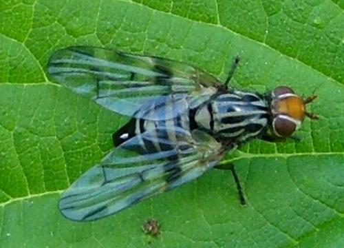 Otites sp.