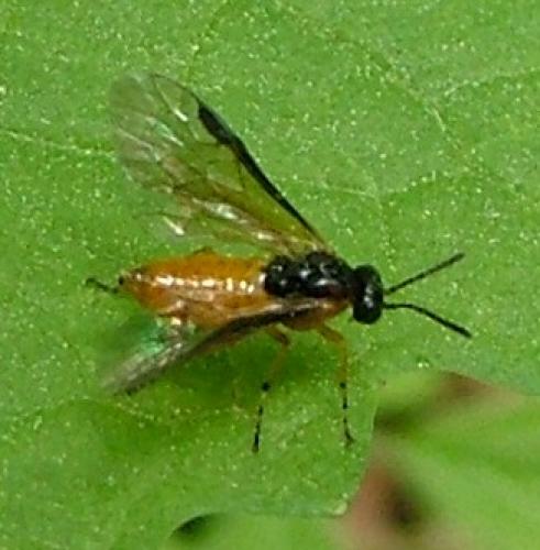 Athalia sp.