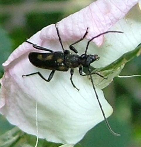 Réf. 2 627 : Anoplodera sexguttata