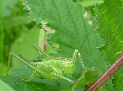 Réf. 2 555 : Tettigonia viridissima