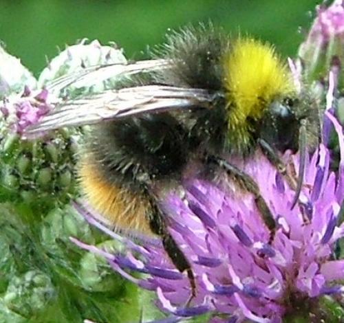 Bombus pratorum