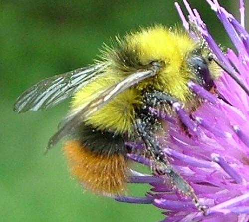 Bombus pratorum