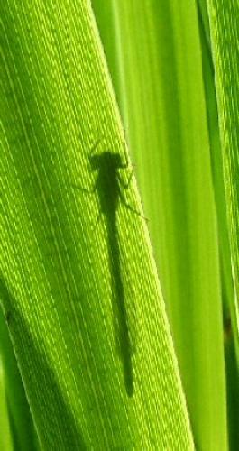Ischnura elegans